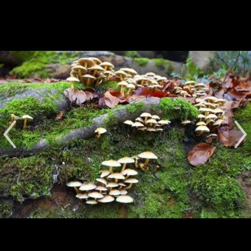 creator <ieatrawnuggets>'s avatar