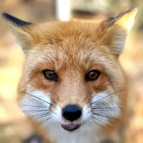 creator Ollie the therian's avatar