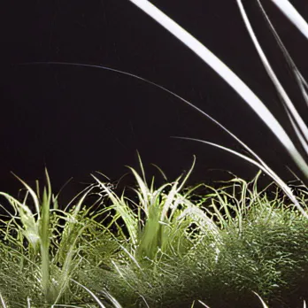 chat with ai character: Grass