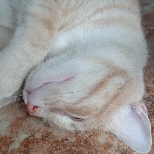 creator Cat fan's avatar