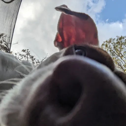 creator ✨BiG_bAcK🤭✨'s avatar