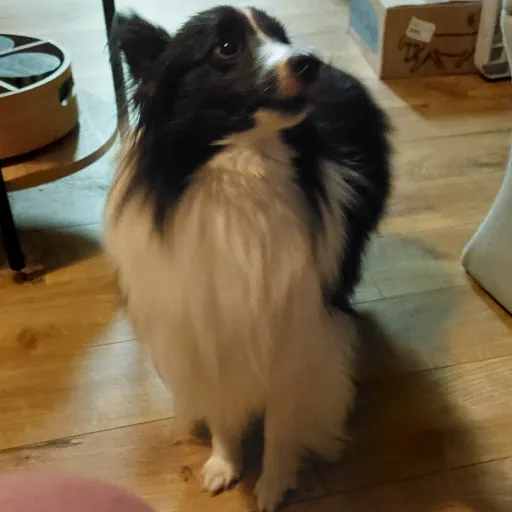 talkie's author avatar