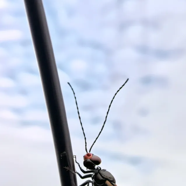 chat with ai character: Outside (Tierzoo)