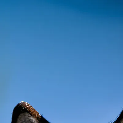 chat with ai character: Nix (akimbo Guns)