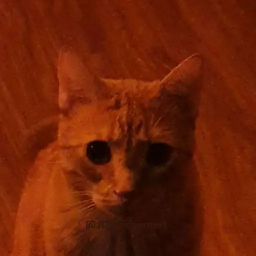 creator idfk I'm gay's avatar