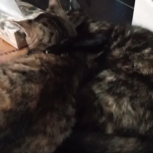 creator Talkior-hUVcYuNC's avatar