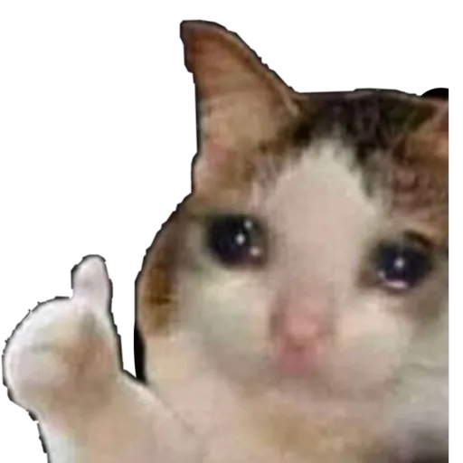 creator TF?'s avatar