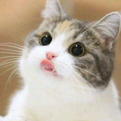 creator kittycatlover1963's avatar