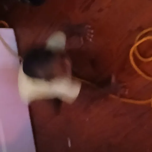 creator Sandy 2.0's avatar