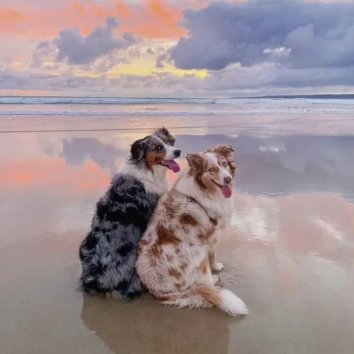 creator Sweet Dior #2's avatar