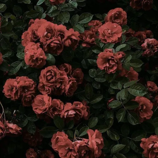 creator Lilith Emberman's avatar