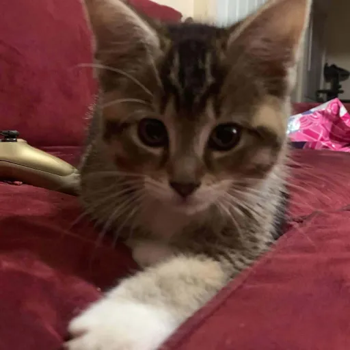 creator Onion the kitty's avatar