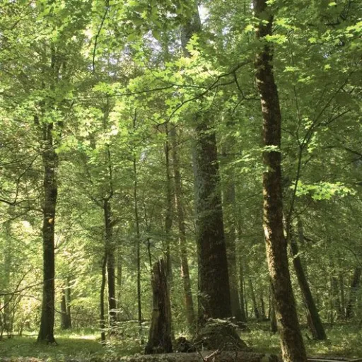 creator School-buddy👍👍's avatar