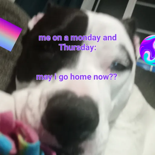 creator Ashebear's avatar