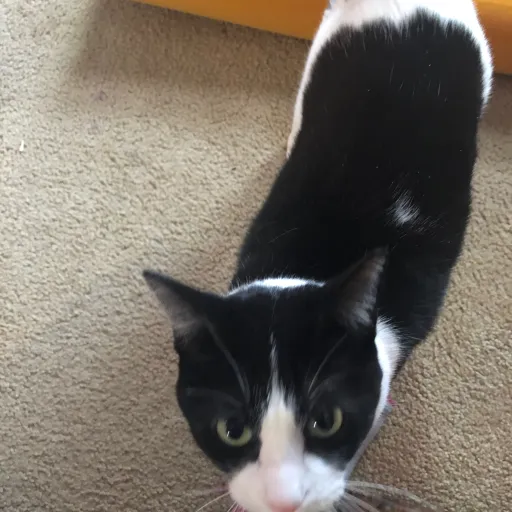 talkie's author avatar