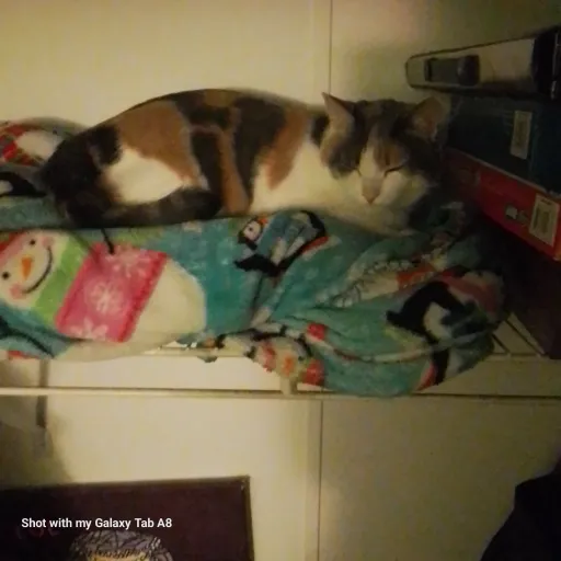 creator izakaya's avatar