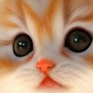 creator ⭐Kitty⭐'s avatar