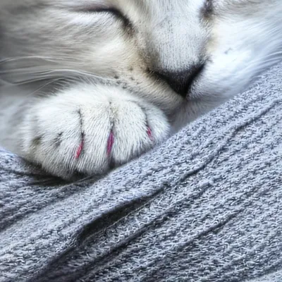 chat with ai character: Rex