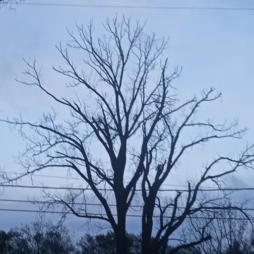 creator Angel Blue Moon's avatar