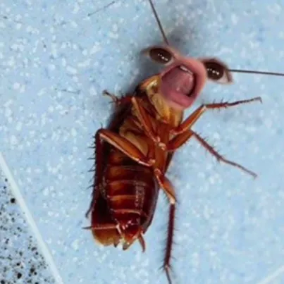 creator materialgirl roach's avatar