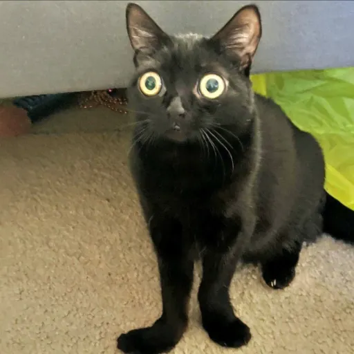 creator Rats make me crazy's avatar