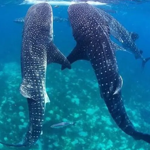 creator 🦈》𝕎𝕙𝕒𝕝𝕖 𝕤𝕙𝕒𝕣𝕜~☆'s avatar