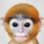 creator monke man🐒's avatar