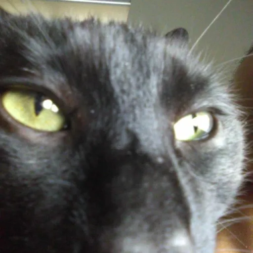 creator ivythecat's avatar