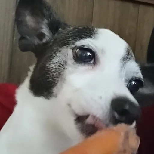 creator Cedric_ig's avatar