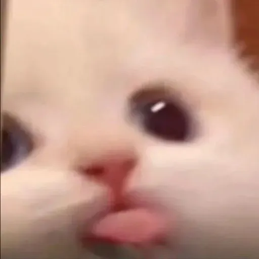 creator chocolate_cookie 🍪's avatar