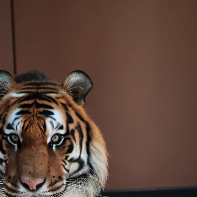 chat with ai character: Faith(Me)&Night