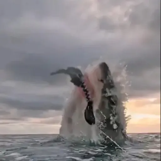 creator Felix💕.'s avatar