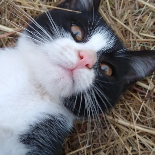 creator Lana~`'s avatar