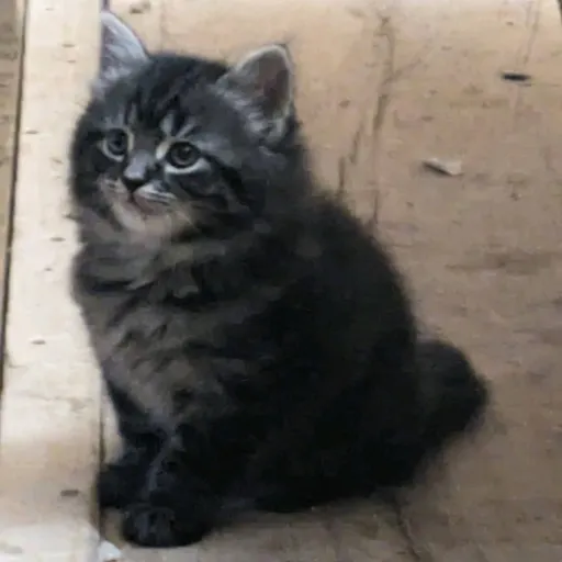 creator MidnightTheCat's avatar