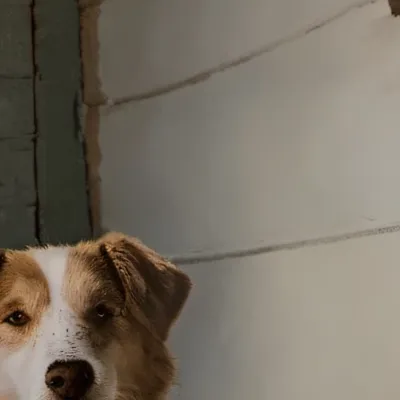 chat with ai character: Molly