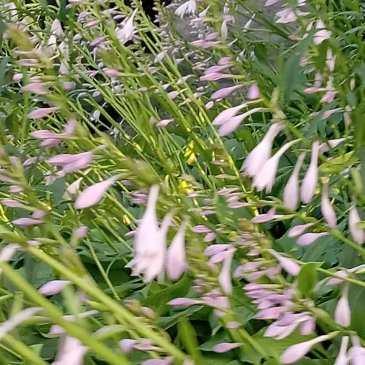 creator Talkior-SxN1CLeN's avatar