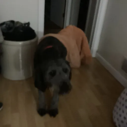 creator Moonloverrr's avatar