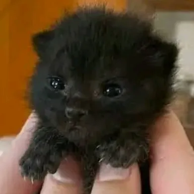 creator :Eve:'s avatar