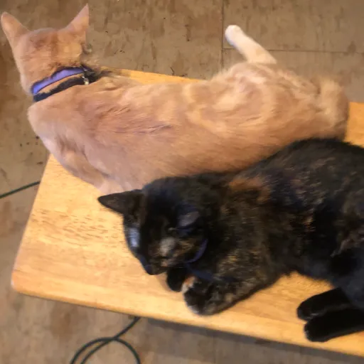 talkie's author avatar