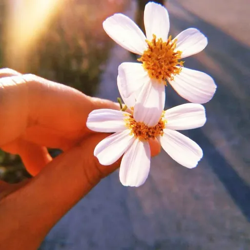 creator melody_roe's avatar