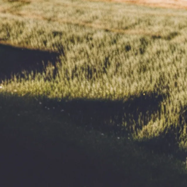 chat with ai character: A LOT OF GRASS