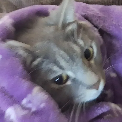 creator cat-jones's avatar