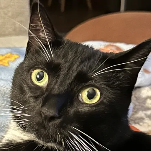 creator Darkfrost-idk's avatar