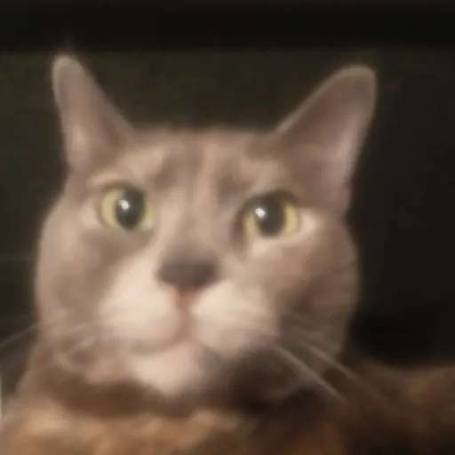 creator cat fan/andrea's avatar