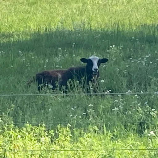 creator Adn fluffy sheep's avatar