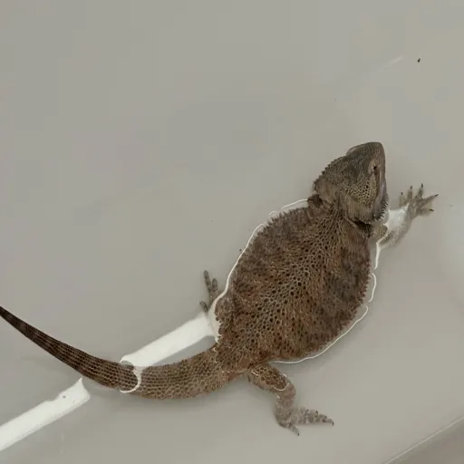 creator With  my pookie★'s avatar