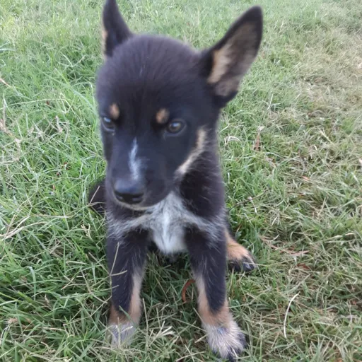 creator animal talkies's avatar