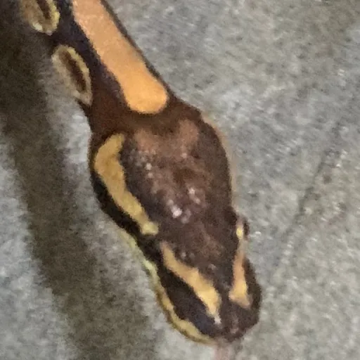 creator Julianna🧡💙🕷️🦟🐌🐛🐜🐝🐞's avatar