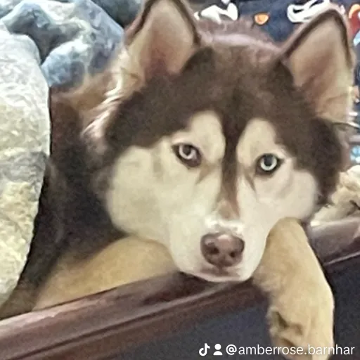 talkie's author avatar