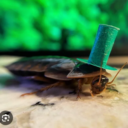 creator (Mr Roach))'s avatar